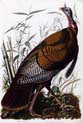 plate one of birds of america